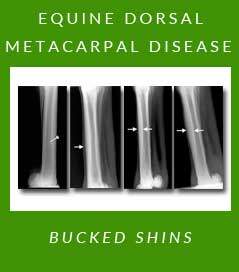 Equine Dorsal Metacarpal Disease — Bucked Shins