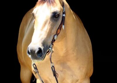 horse Lucinda