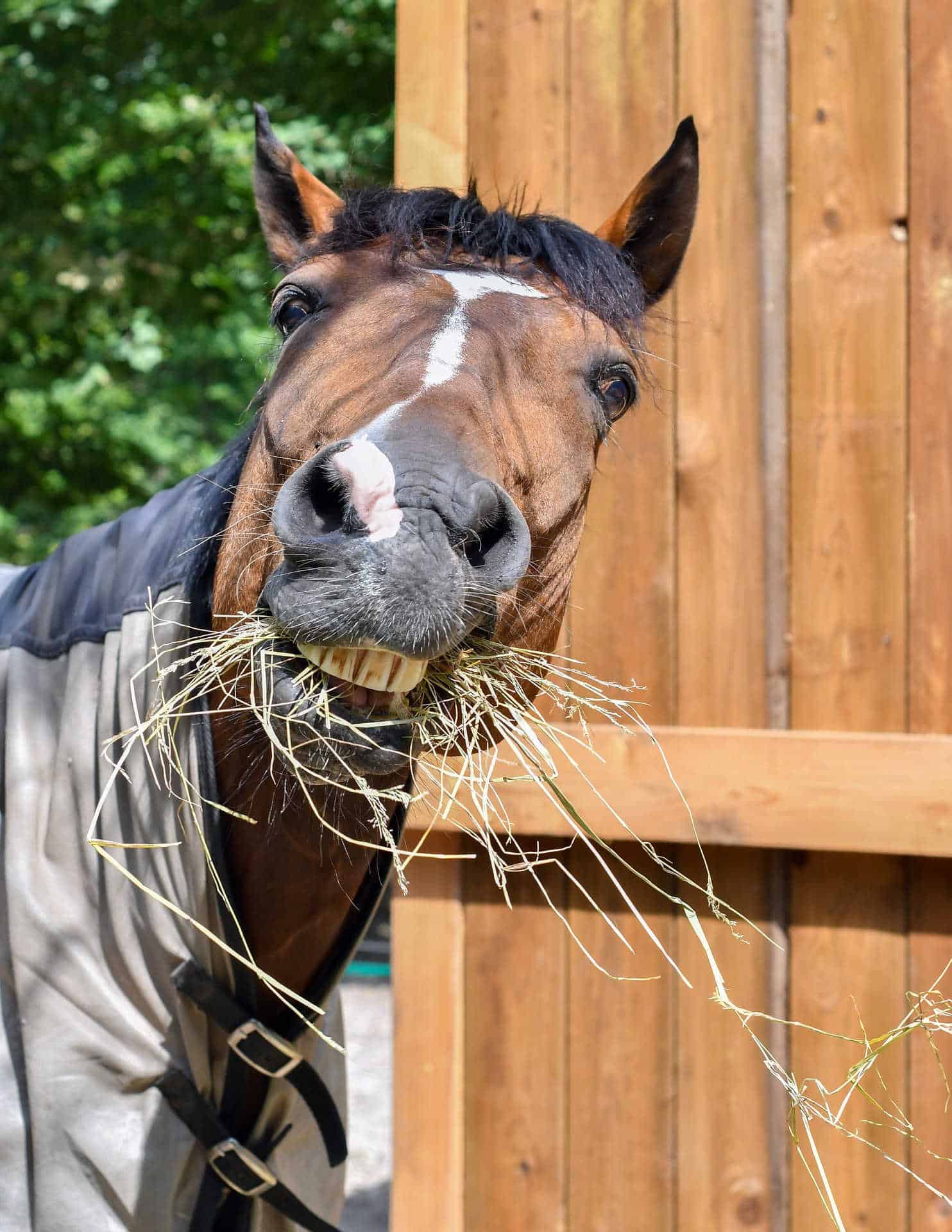 Horse eating hay