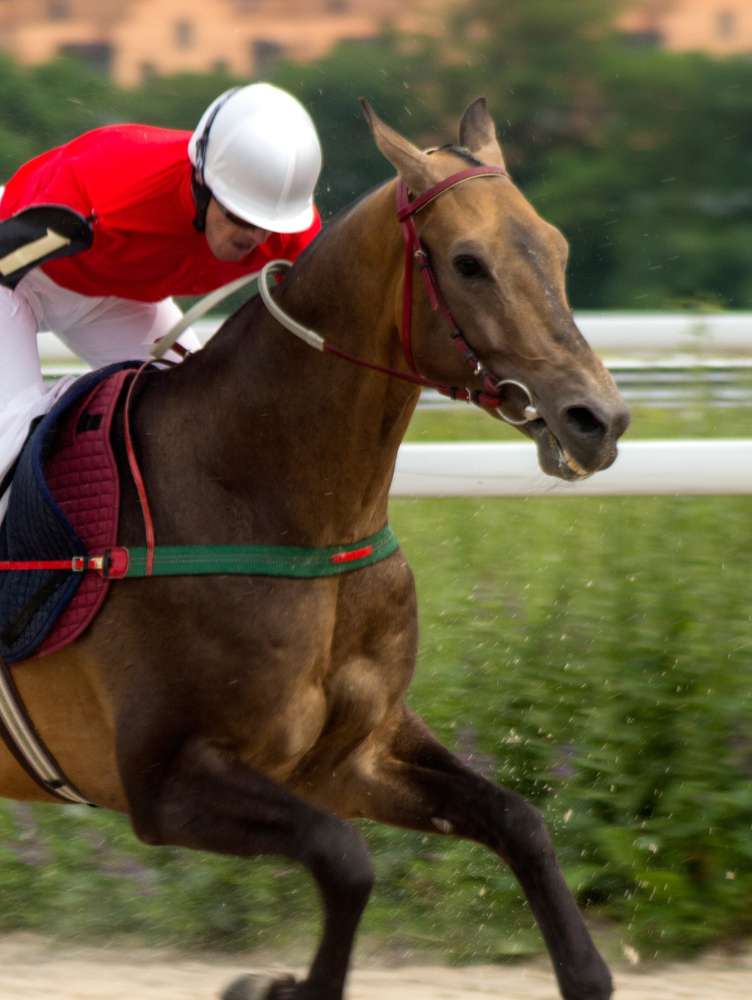 Supports Healthy Lungs In Equine Athletes