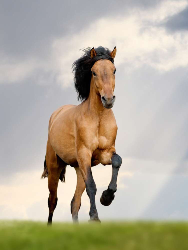 healthy horse running in a field