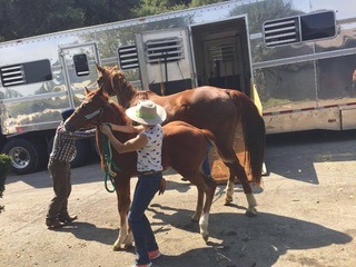 two horses outside a trailer