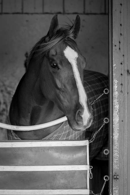 GastroChill is Stomach & Behavioral Support Supplement for Horses