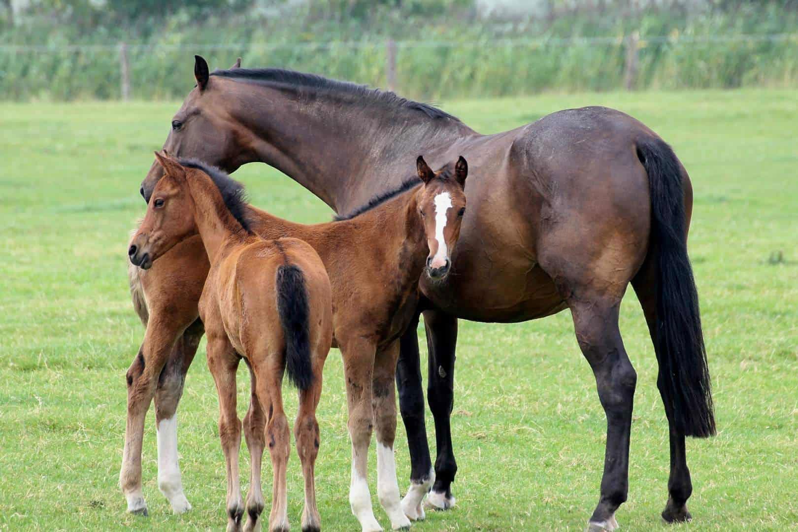 Mare and two Foals in a field