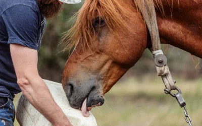 Why I Started Making Horse Supplements