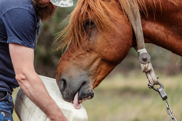 Why I Started Making Horse Supplements