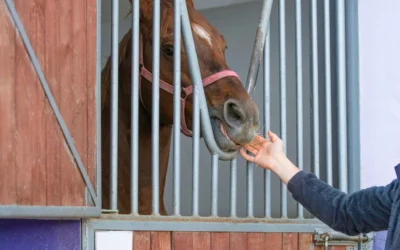 The Science Behind Nutritional Support for Equine Bone Health