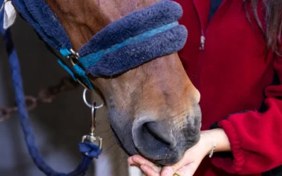 USEF and Supplements: Misinformation or Misunderstanding?
