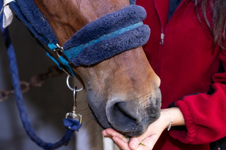 USEF and Supplements: Misinformation or Misunderstanding?